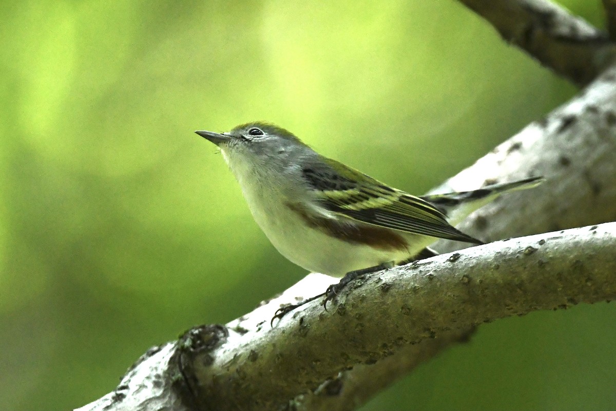 brunsideparula - ML367242661