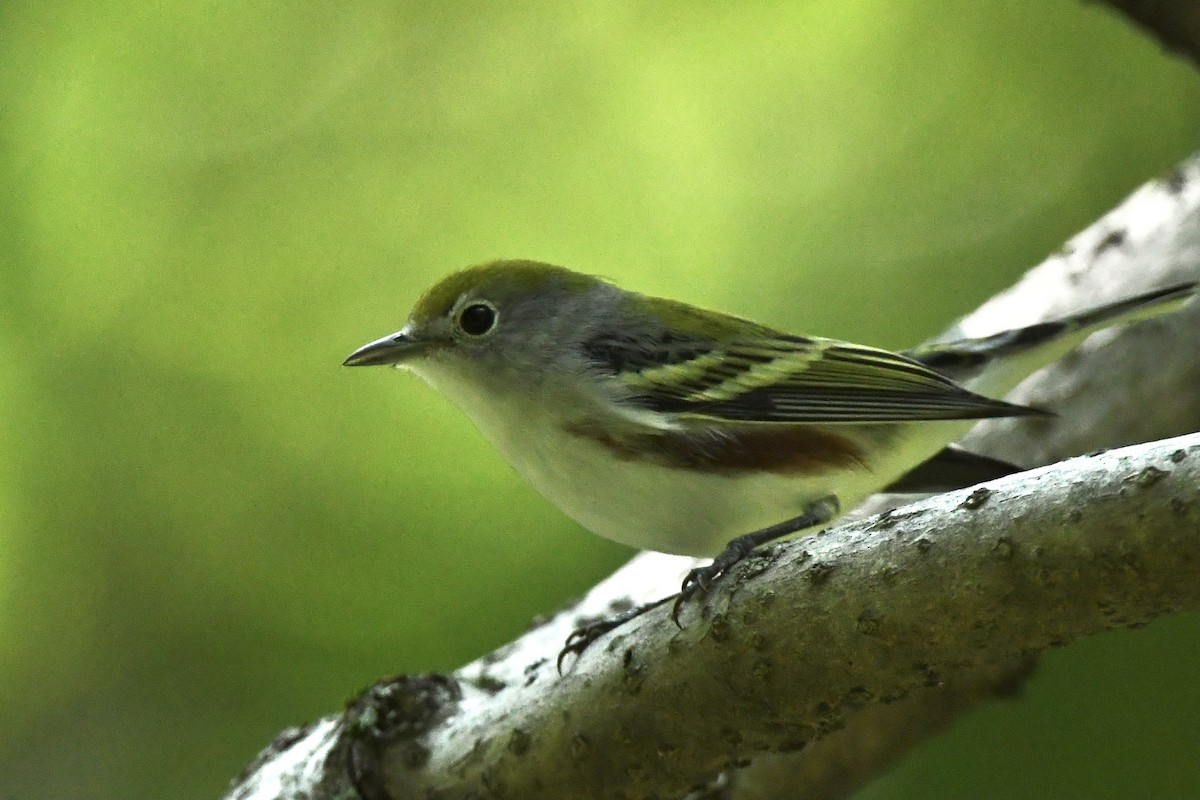 brunsideparula - ML367242701