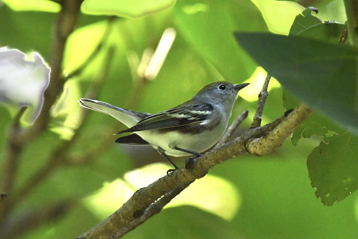 brunsideparula - ML367242721