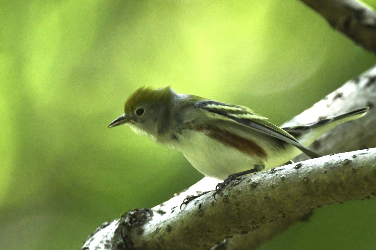 brunsideparula - ML367242731