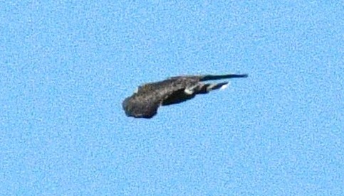 Broad-winged Hawk - ML367243511