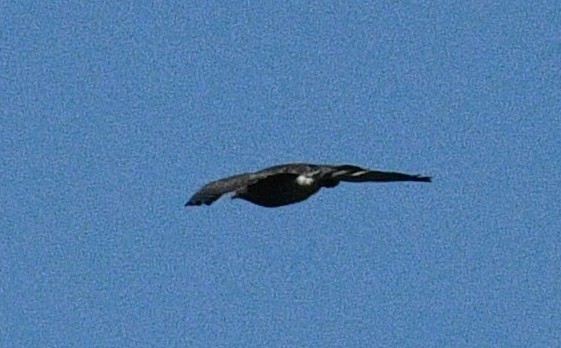 Broad-winged Hawk - Joe Gyekis