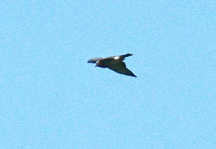 Broad-winged Hawk - Joe Gyekis