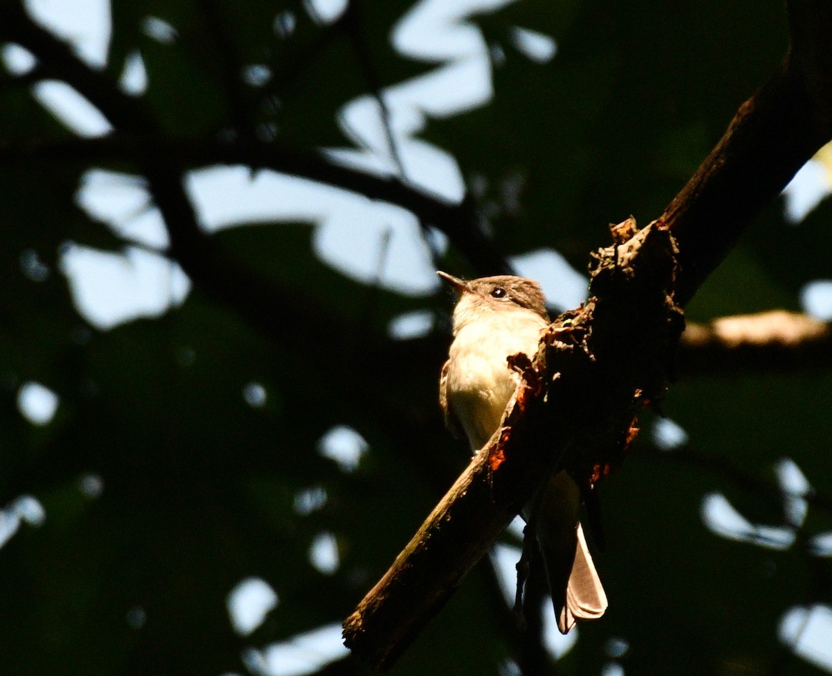 Eastern Wood-Pewee - ML367243671