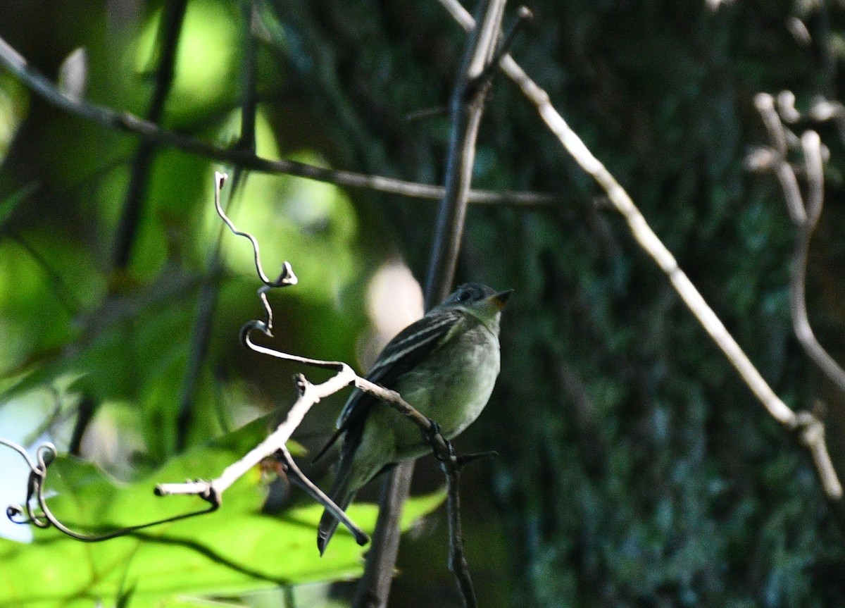 Eastern Wood-Pewee - ML367243681