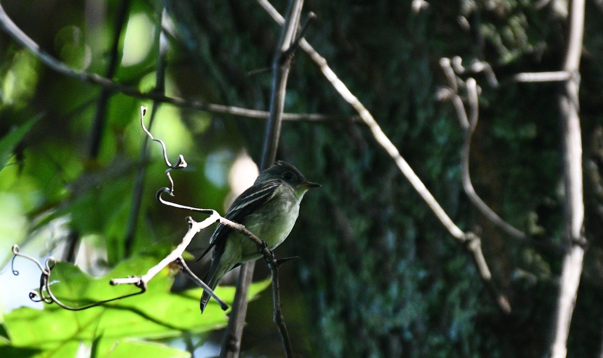 Eastern Wood-Pewee - ML367243691