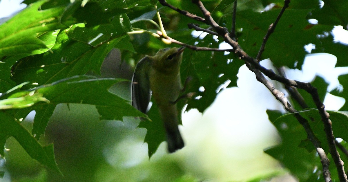 Bay-breasted Warbler - ML367243901