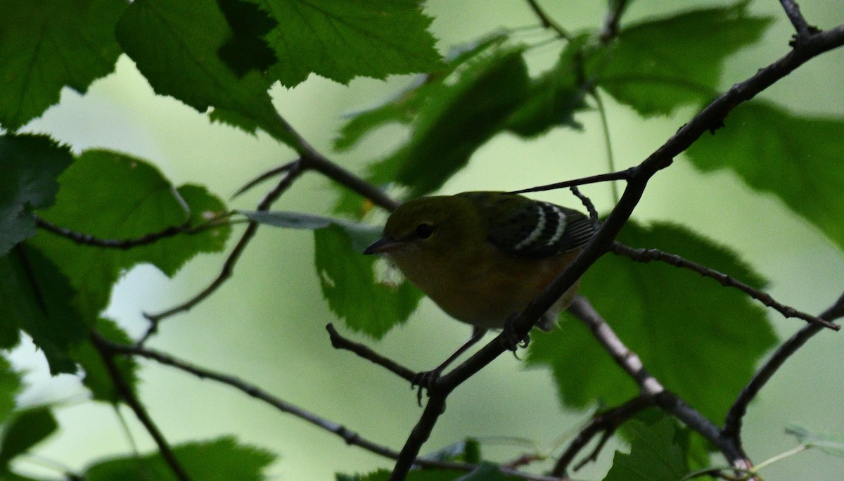 Bay-breasted Warbler - ML367243921