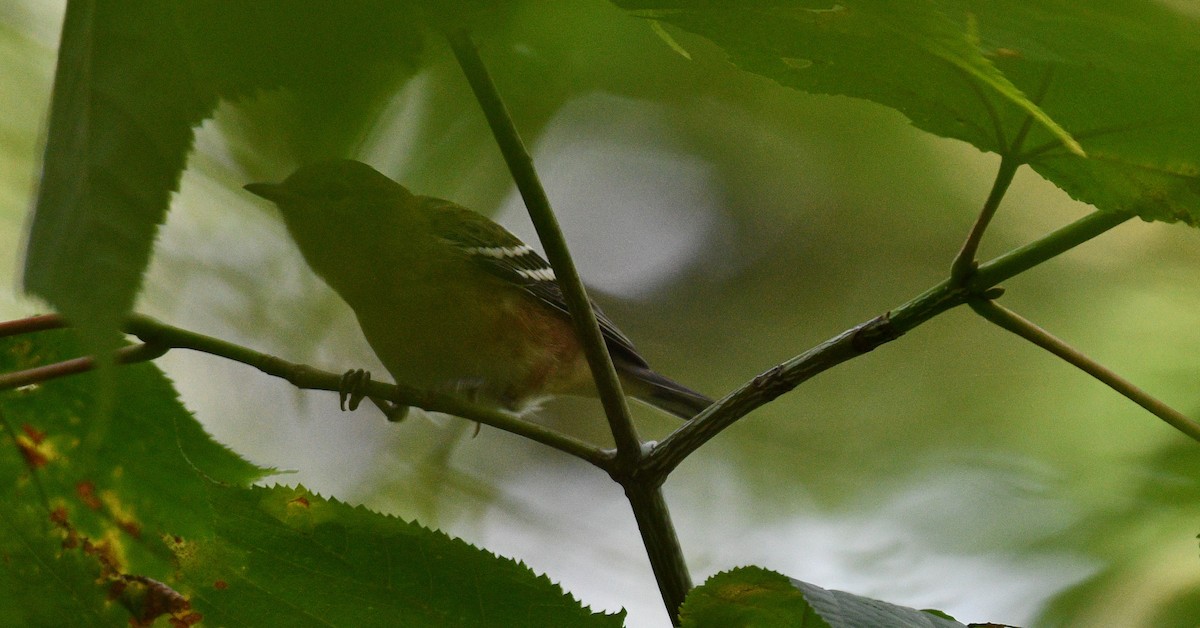 Bay-breasted Warbler - ML367243931