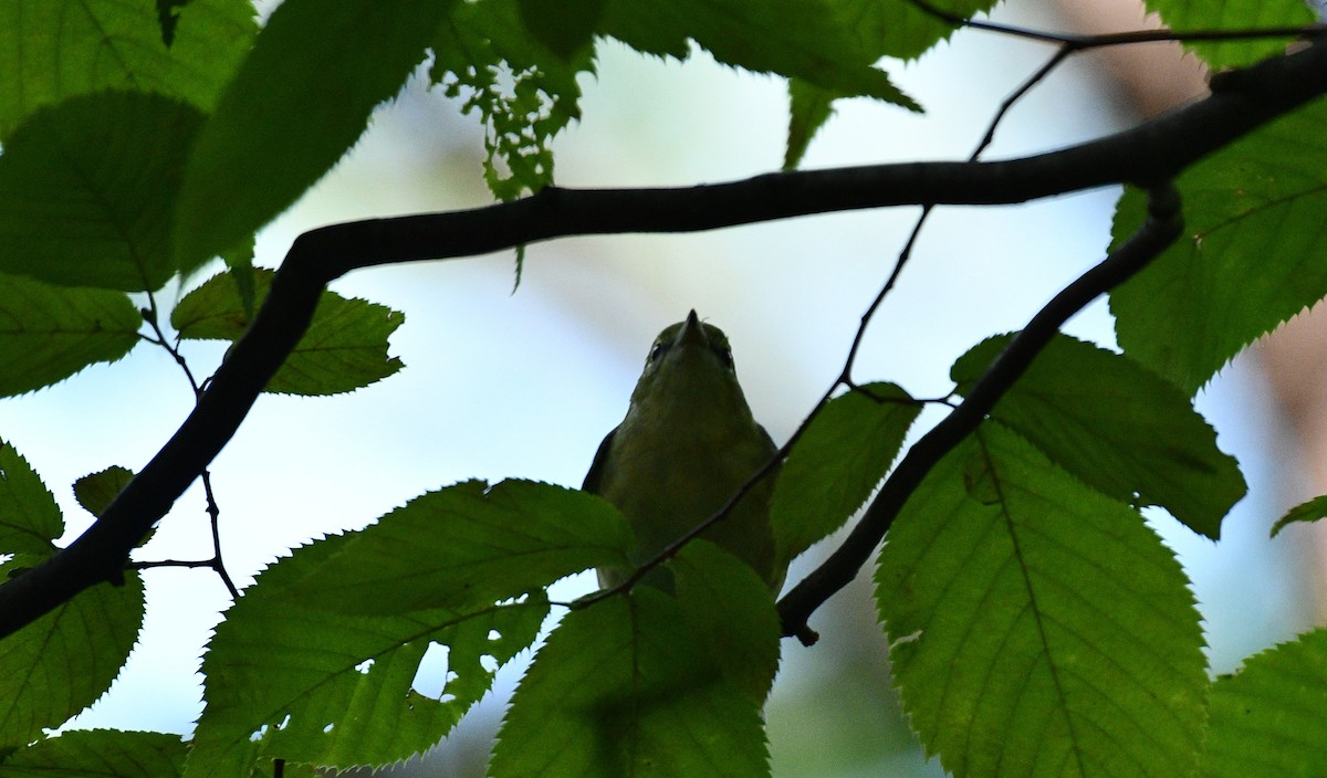 Bay-breasted Warbler - ML367243951