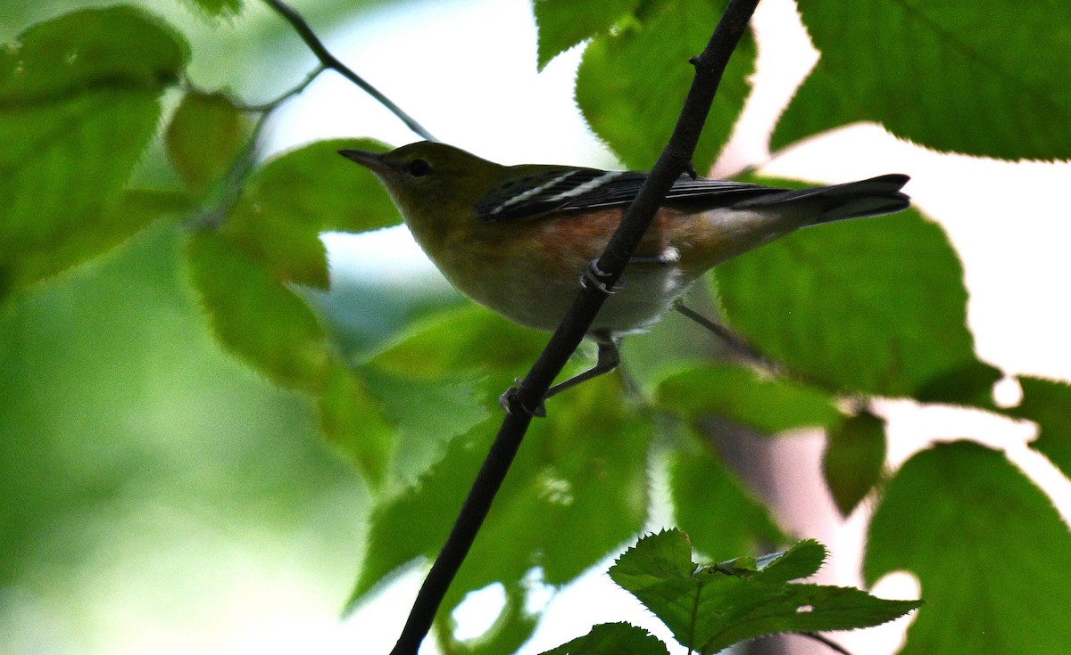 Bay-breasted Warbler - ML367243961