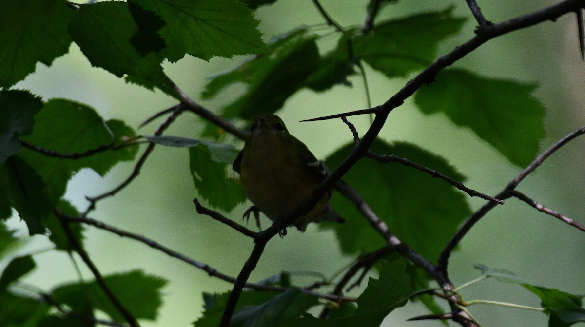 Bay-breasted Warbler - ML367244001