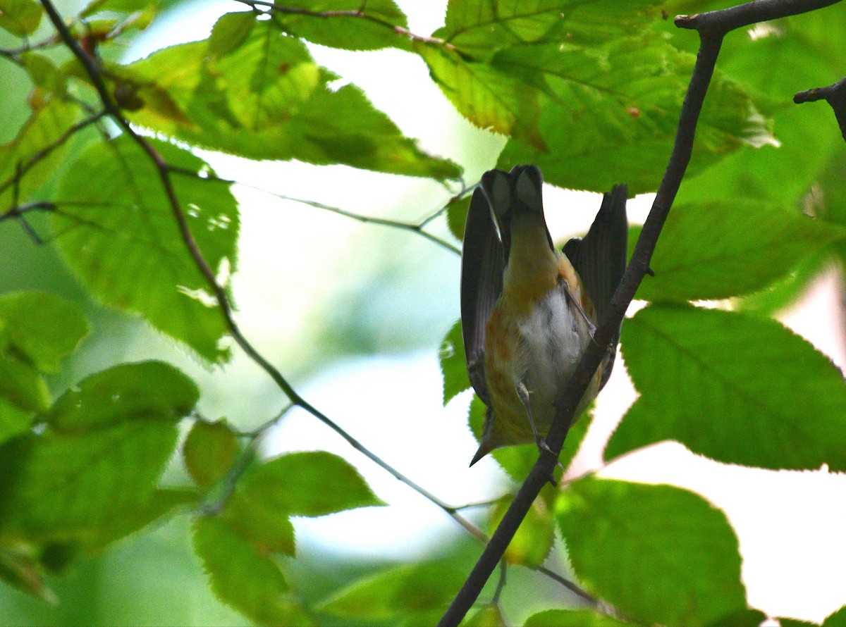 Bay-breasted Warbler - Joe Gyekis