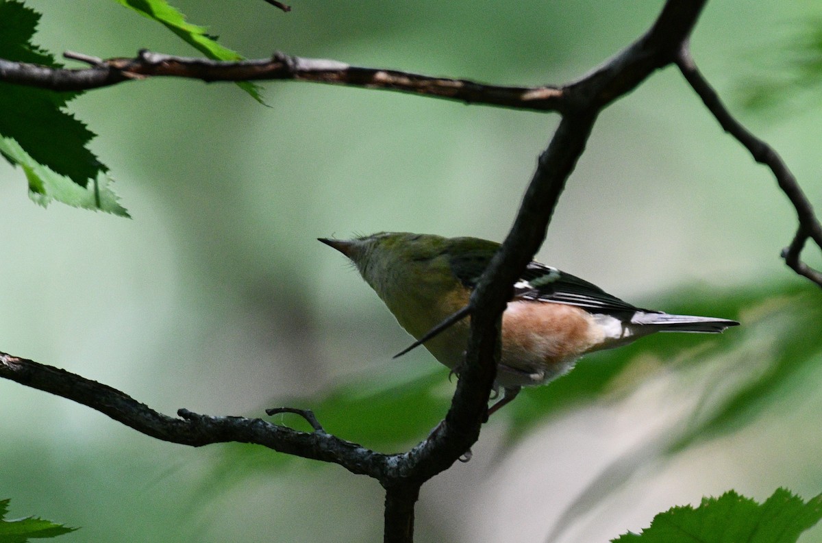 Bay-breasted Warbler - ML367244051