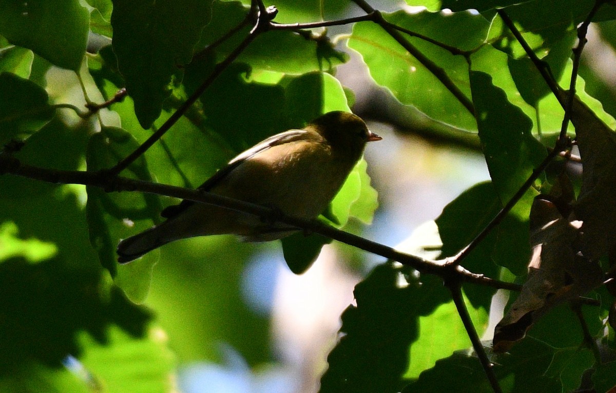 Bay-breasted Warbler - ML367244061