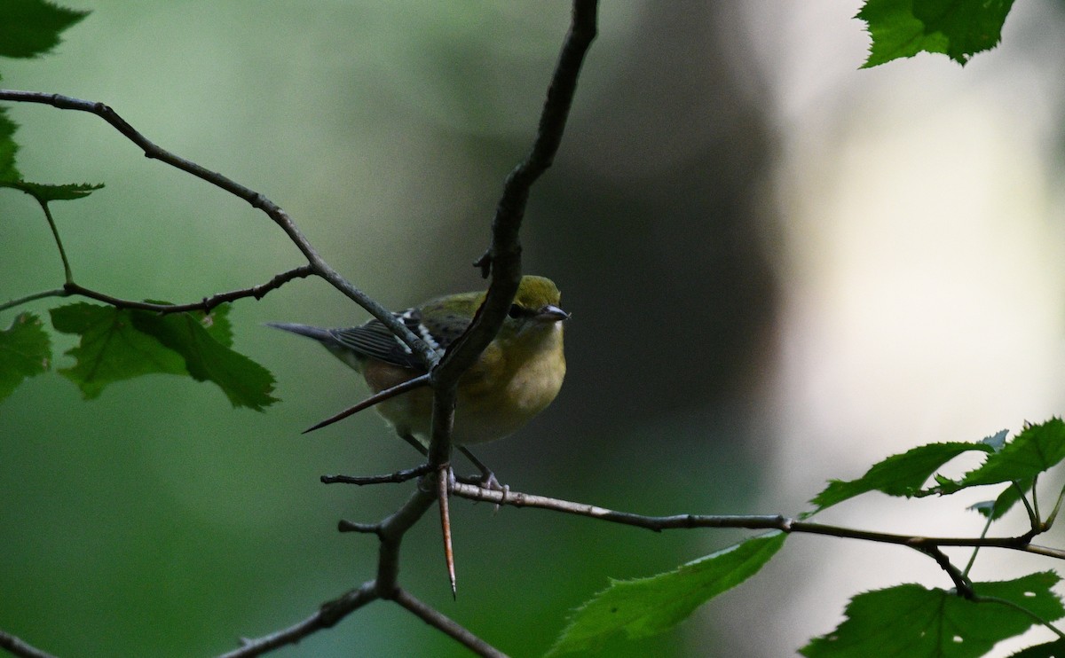 Bay-breasted Warbler - ML367244071