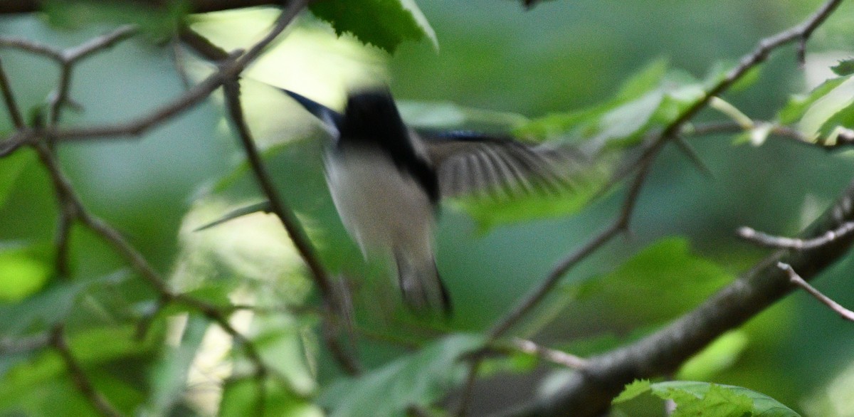 Black-throated Blue Warbler - Joe Gyekis