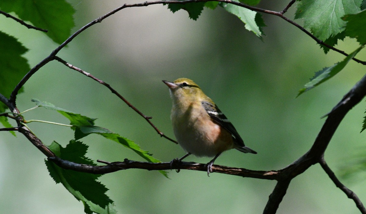 Bay-breasted Warbler - ML367244091