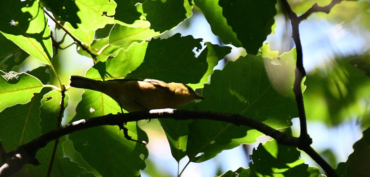 Bay-breasted Warbler - ML367244101