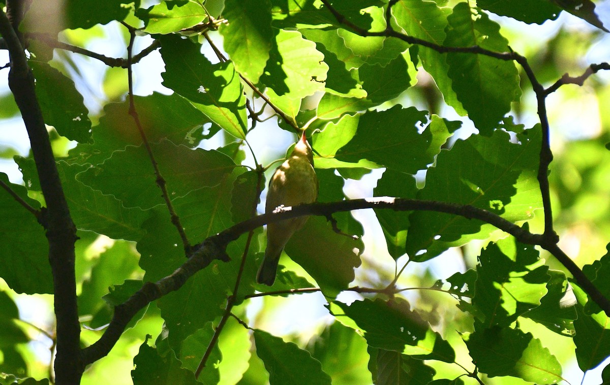 Bay-breasted Warbler - ML367244111