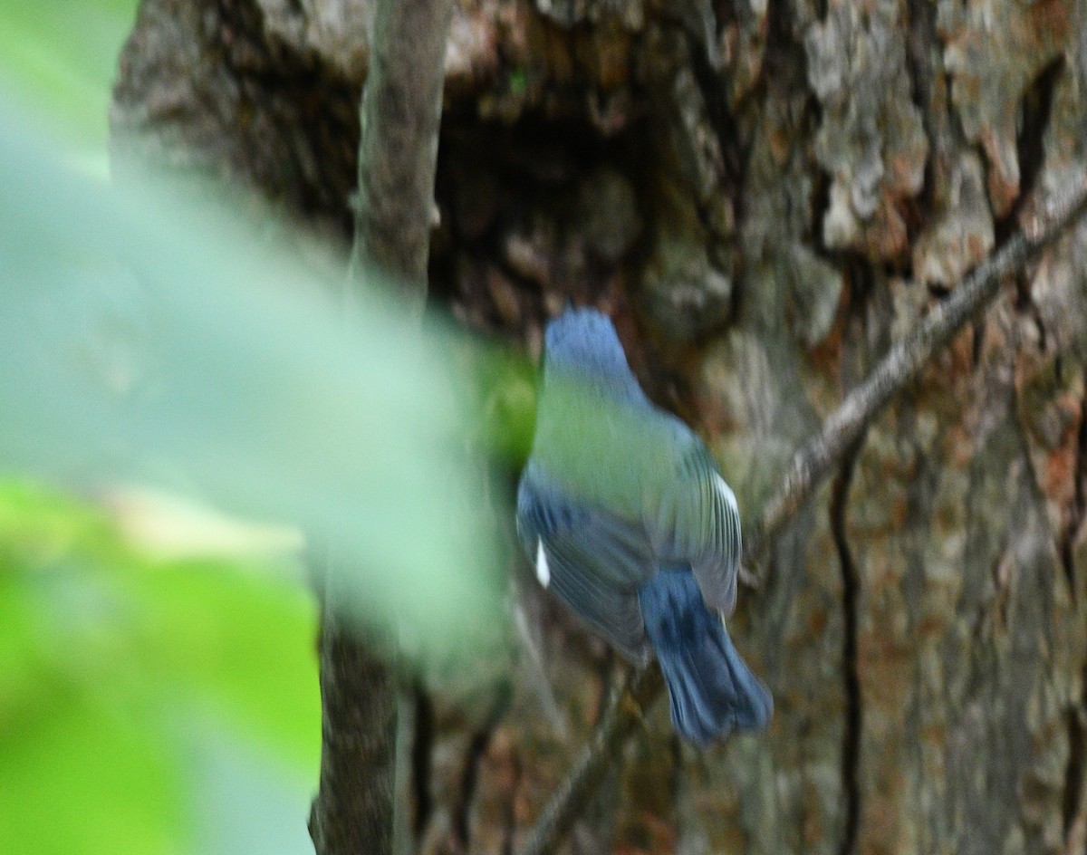 Black-throated Blue Warbler - ML367244121