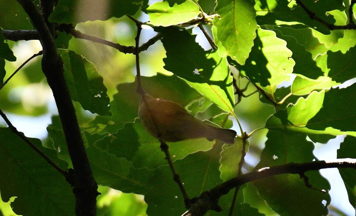 Bay-breasted Warbler - ML367244131