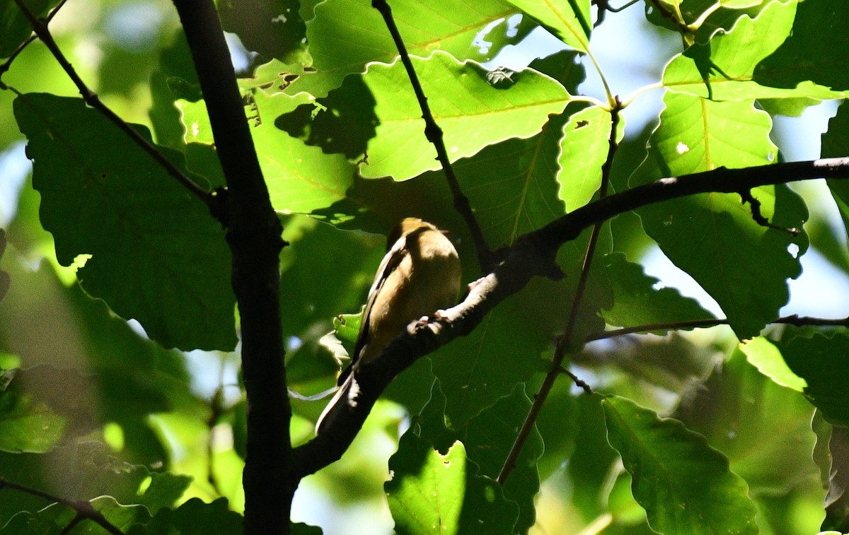 Bay-breasted Warbler - ML367244151