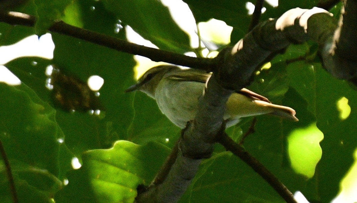 rødøyevireo - ML367244171