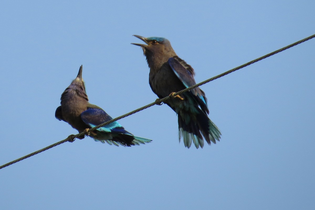 indokinaråke - ML367244241