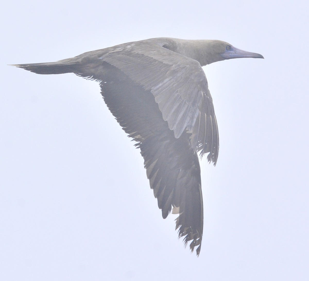 Red-footed Booby - ML367244601