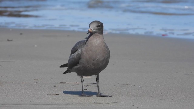 クロカモメ様 確認 オグロカモメ - eBird