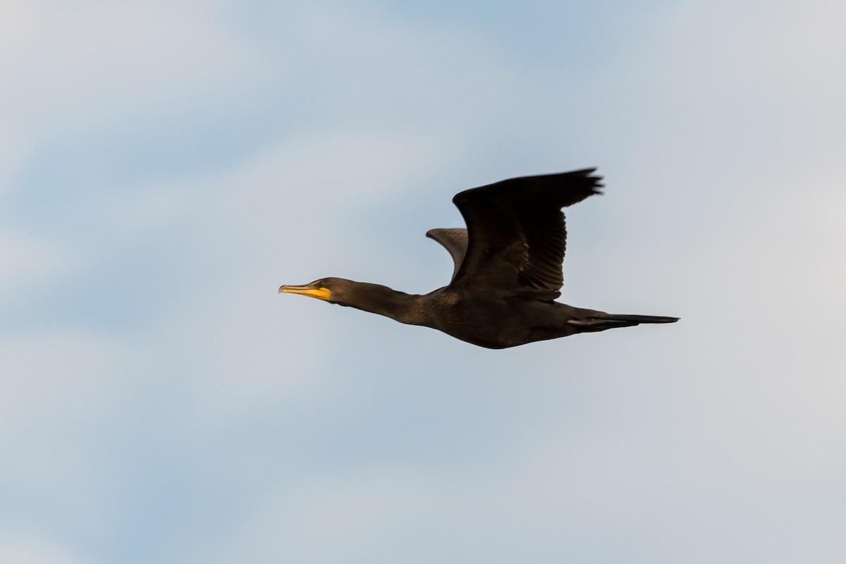 Double-crested Cormorant - Brian McGee