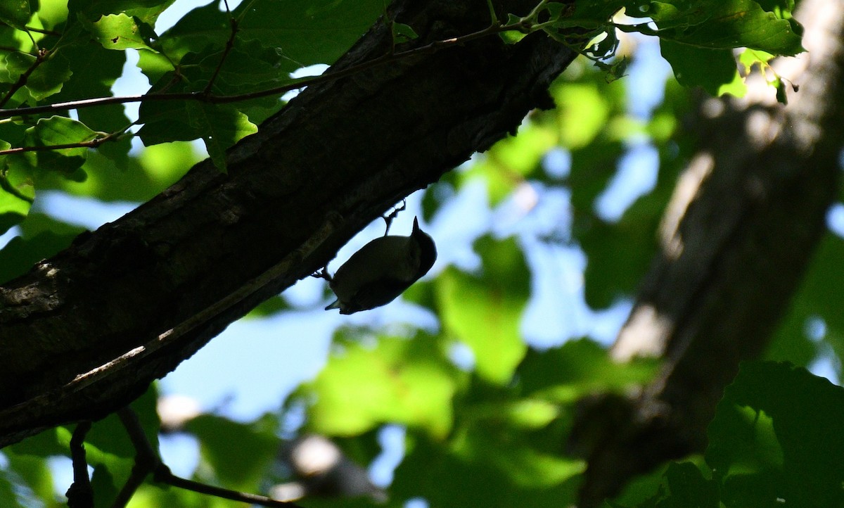 White-breasted Nuthatch - ML367244731