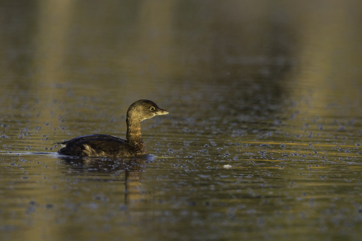 Pied-billed Grebe - Kyle Nelson