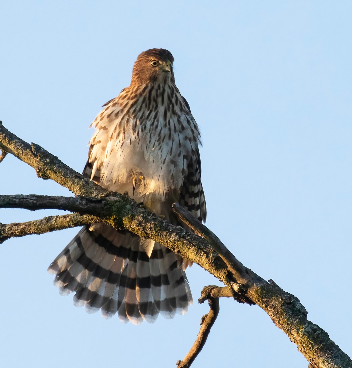 Cooper's Hawk - ML367247081