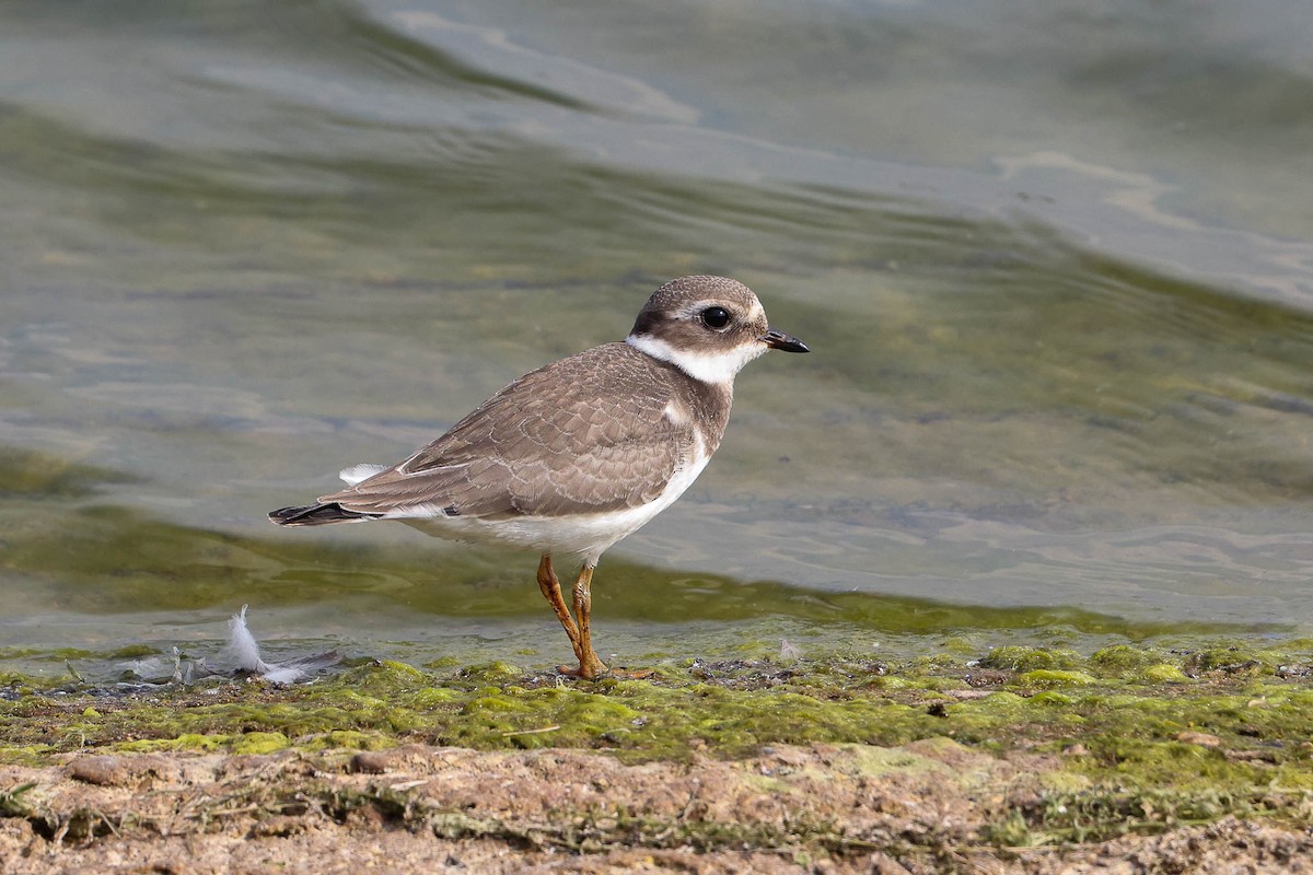 Common Ringed Plover - Ged Tranter