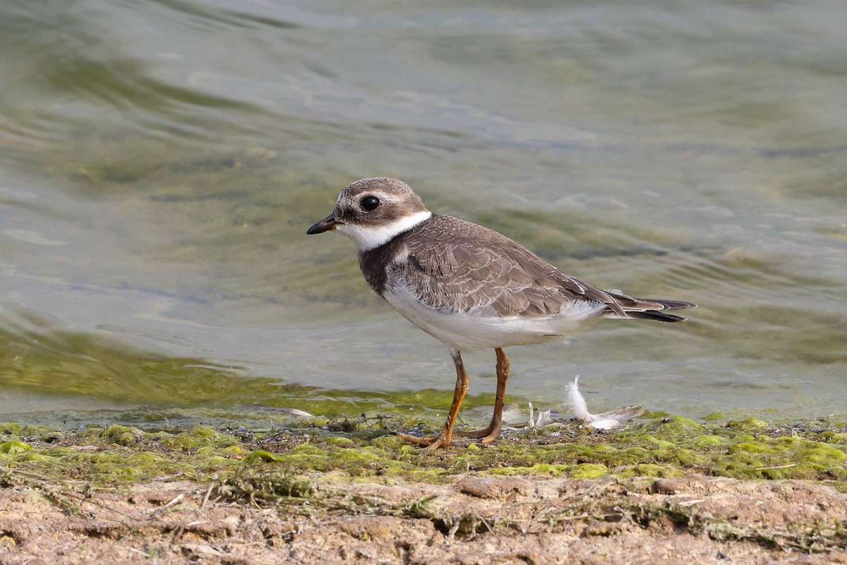 Common Ringed Plover - Ged Tranter