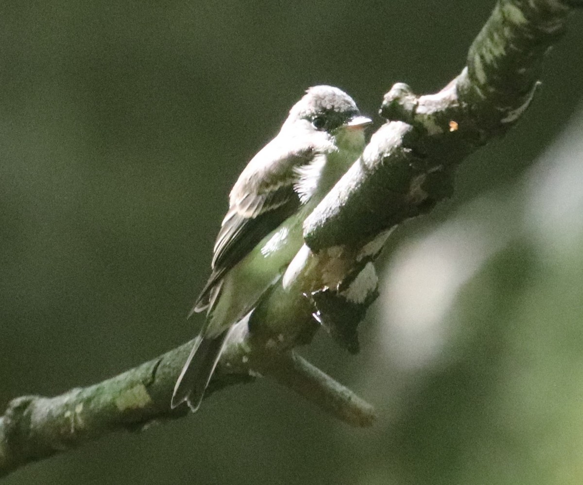 Eastern Wood-Pewee - ML367252061