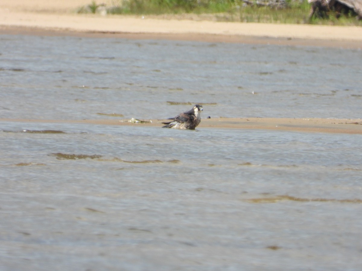 Эгэл шонхор - ML367252491