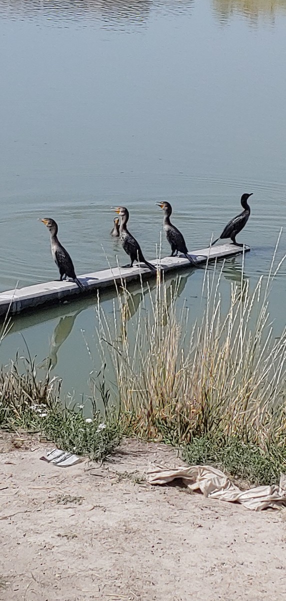 Double-crested Cormorant - ML367252501