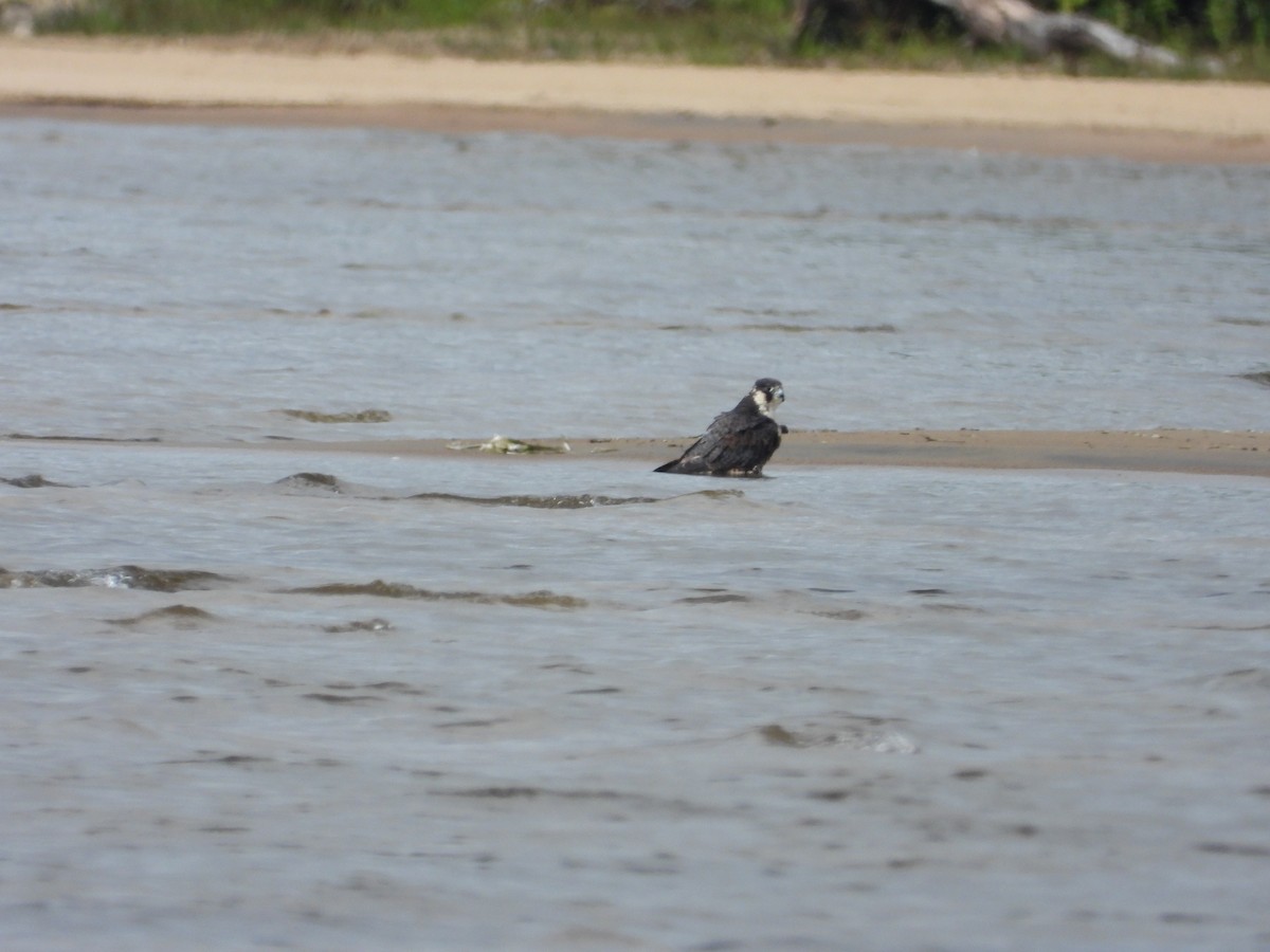 Halcón Peregrino - ML367252541