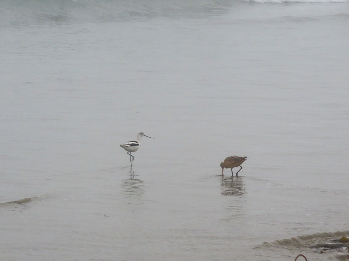 American Avocet - ML367253021