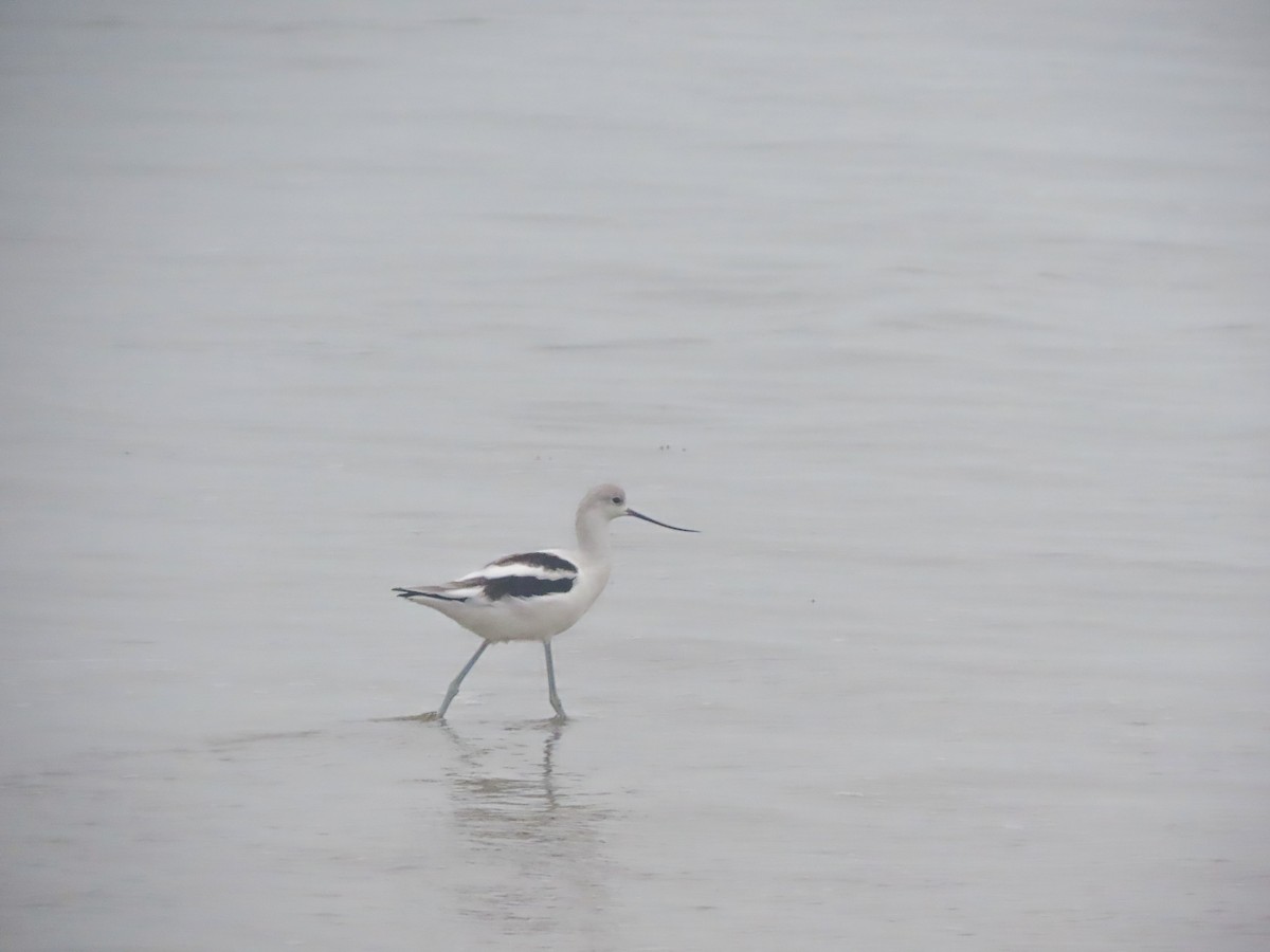 American Avocet - ML367253141