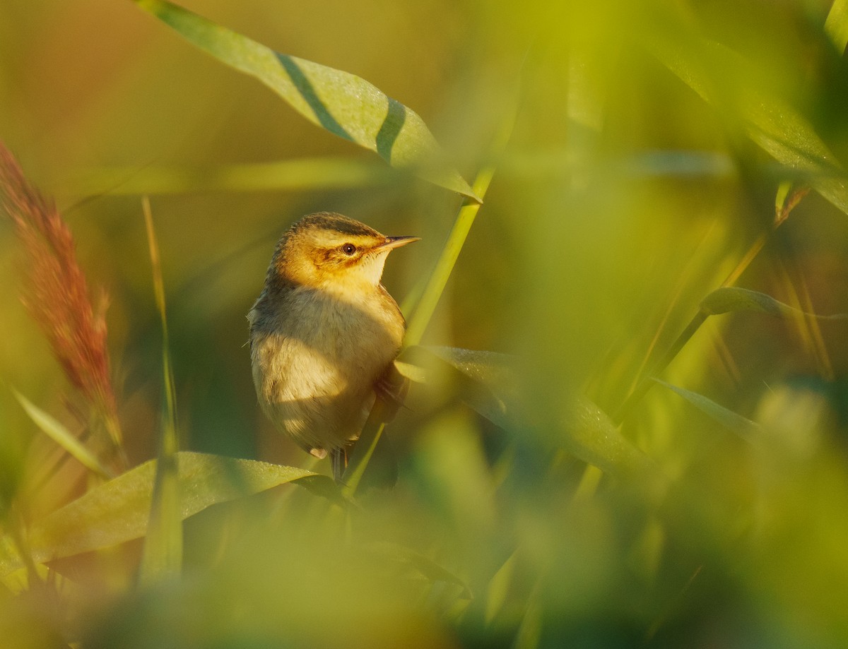 Sedge Warbler - ML367253431