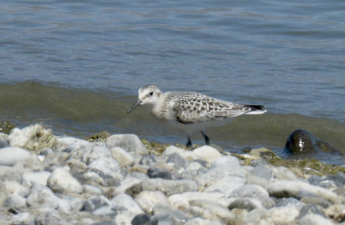 Sanderling - ML367253451