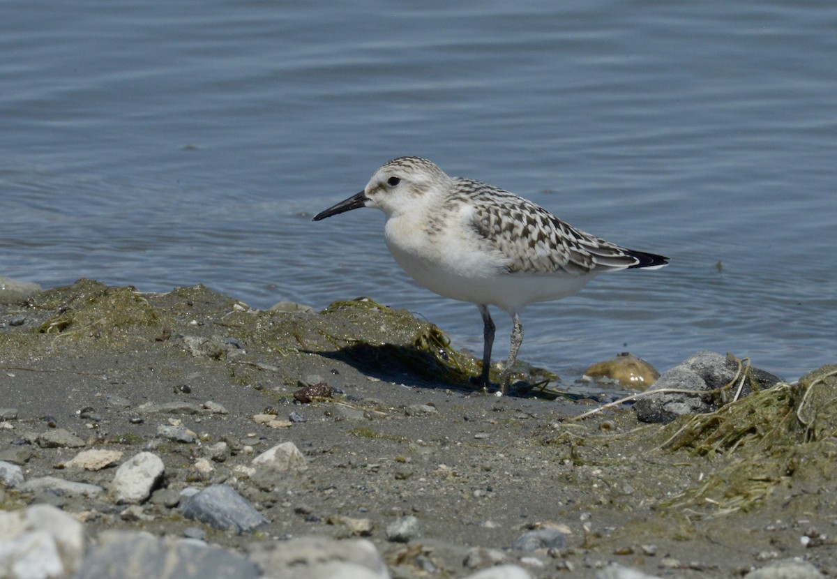 Sanderling - ML367253481