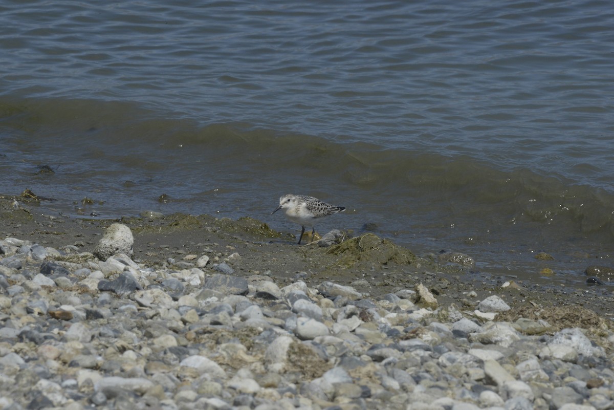 Sanderling - ML367253581