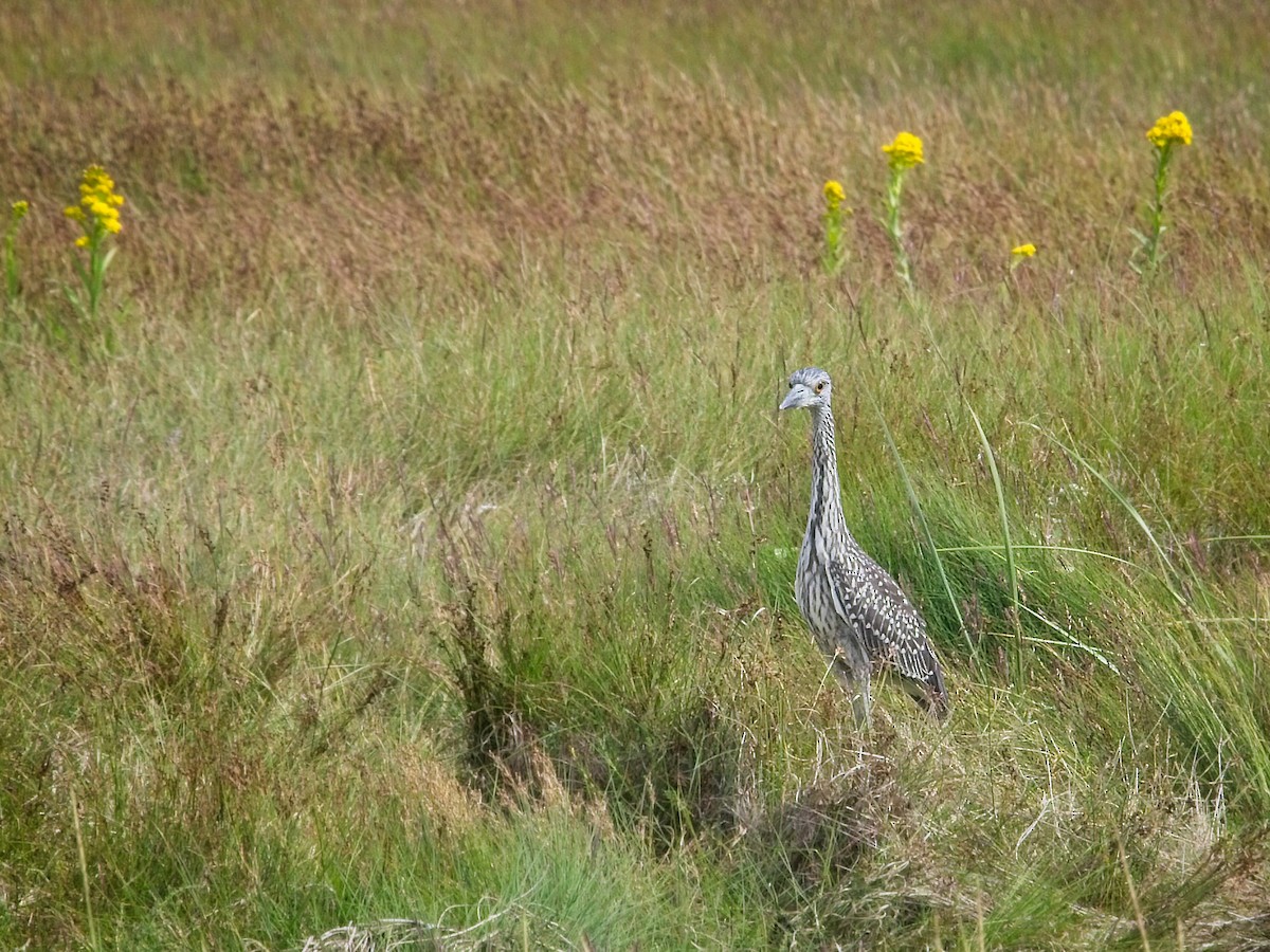 Yellow-crowned Night Heron - ML367254861