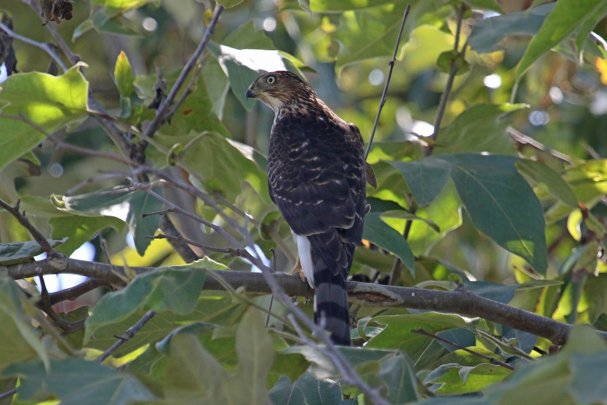 Cooper's Hawk - ML367255851