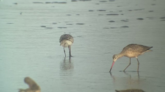 lappspove (baueri gr.) - ML367259651